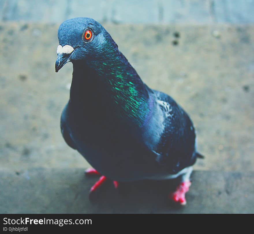 Close-Up Photography of Pigeon