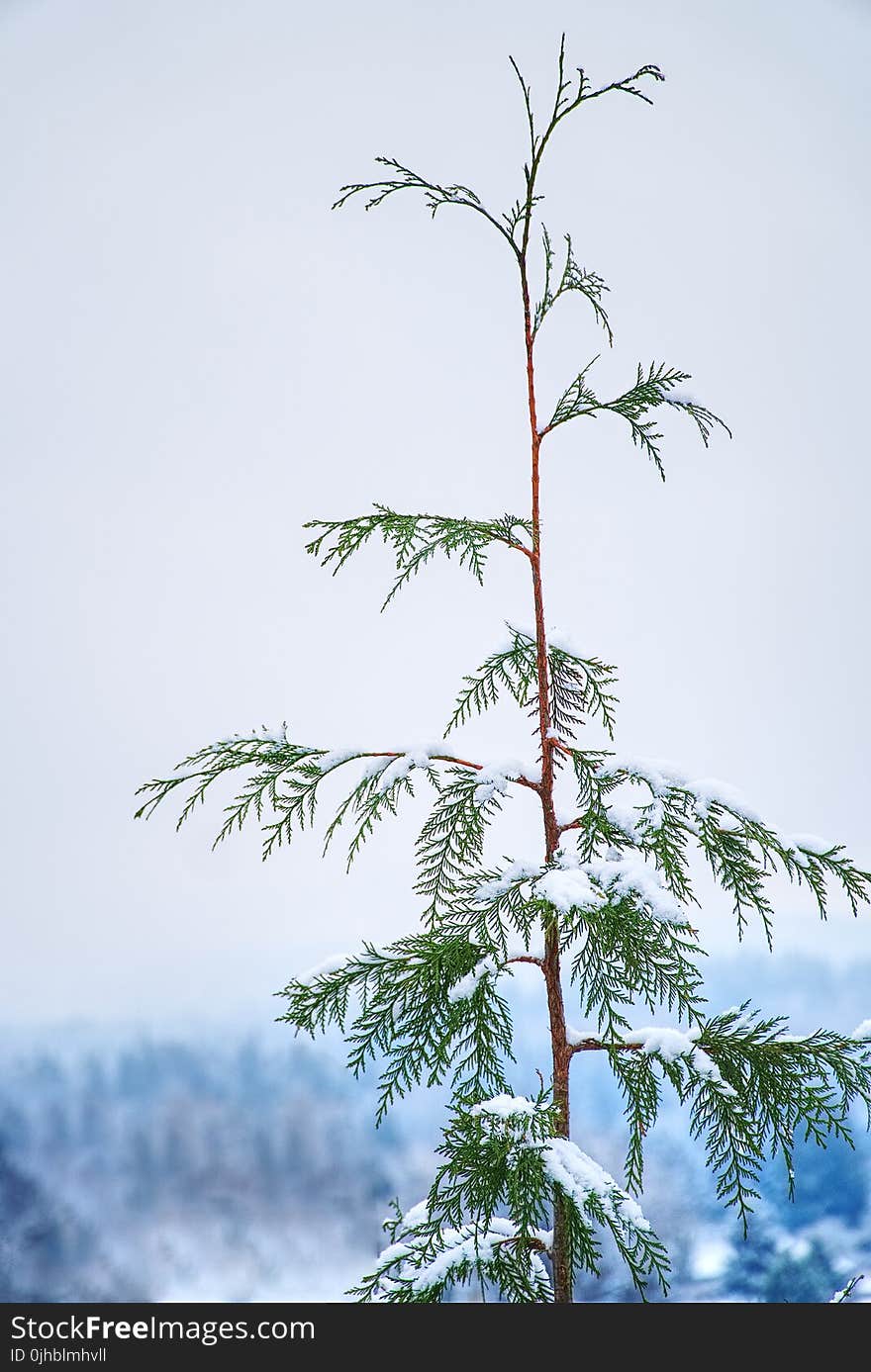 Photo of Plant Covered With Snow