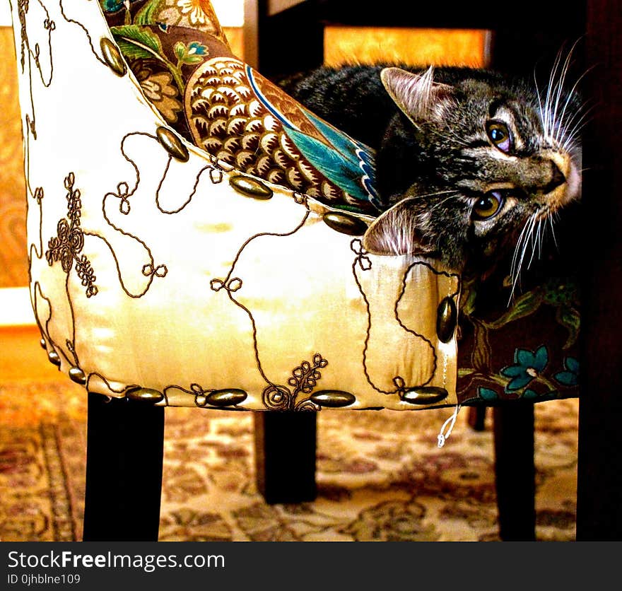 Short-coated Gray Tabby Cat on White and Black Floral Swoop Chair