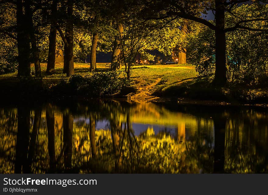 Lake Beside Forest Photography