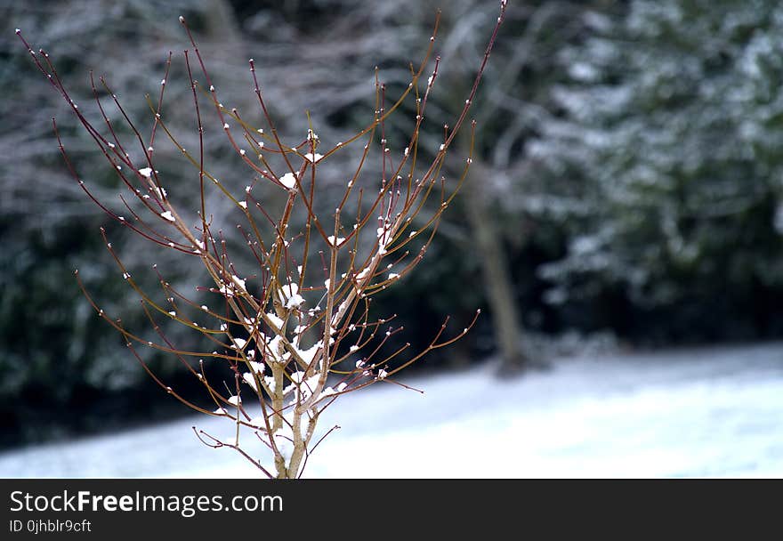 Shallow Focus Photography of Tree Covered with Snow