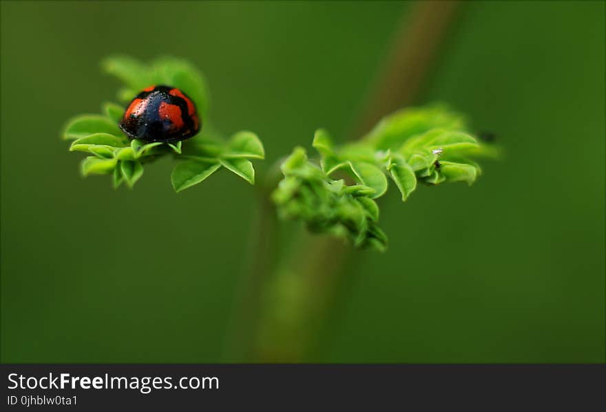 Selective Focus Photography of Ladybug