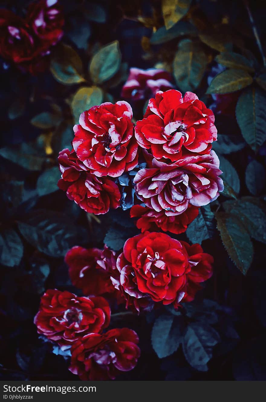 Red Flower Close-up Photo