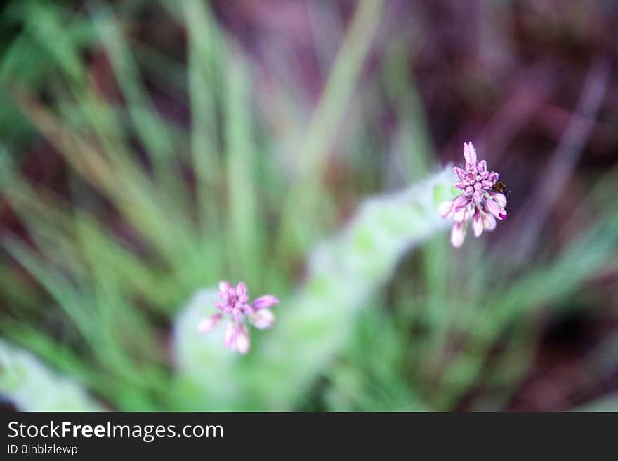 Selective Focus Photography of Flower Buds