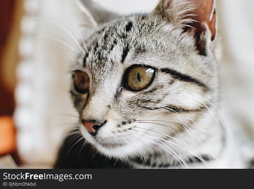 Close-Up Photography of Tabby Cat