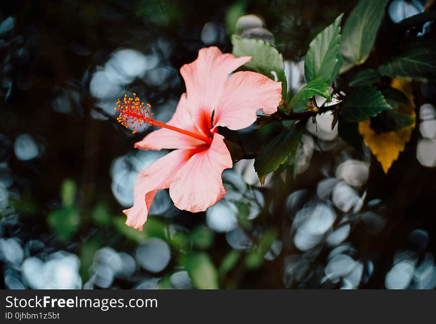 Close-Up Photography of Hibiscus Flower