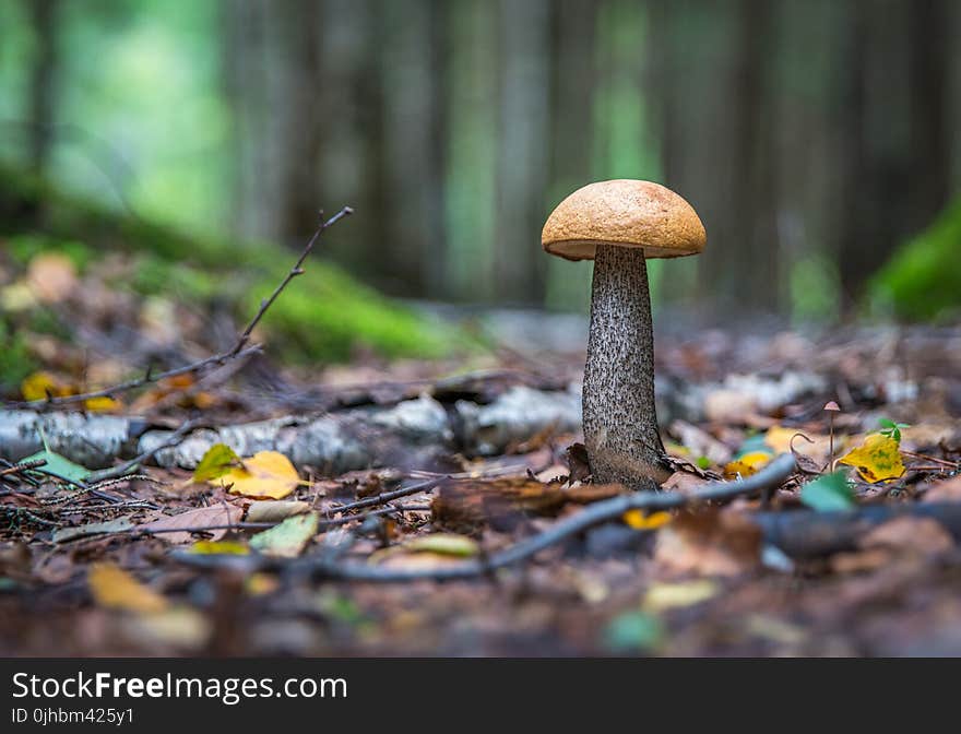 Brown Mushroom at Daytime