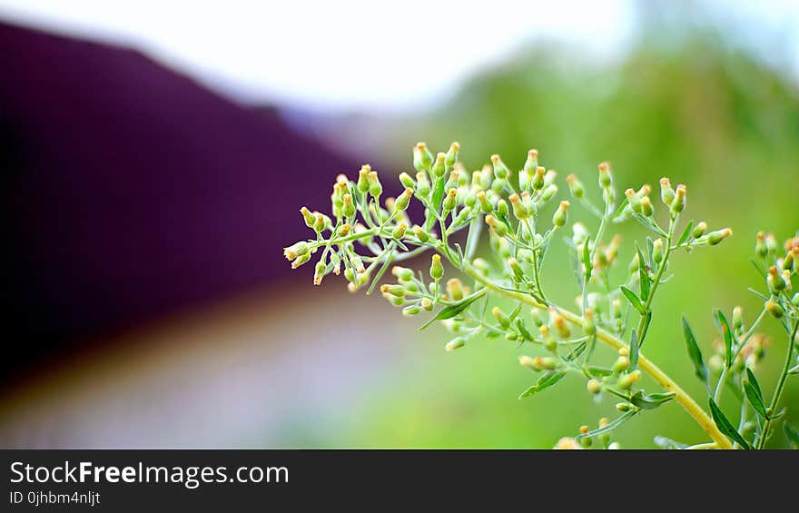 Yellow Petaled Flowers Selective-focus Photography