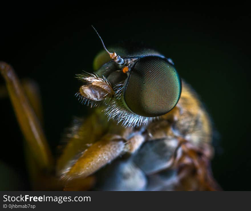 Macro Photo of a Brown Fly