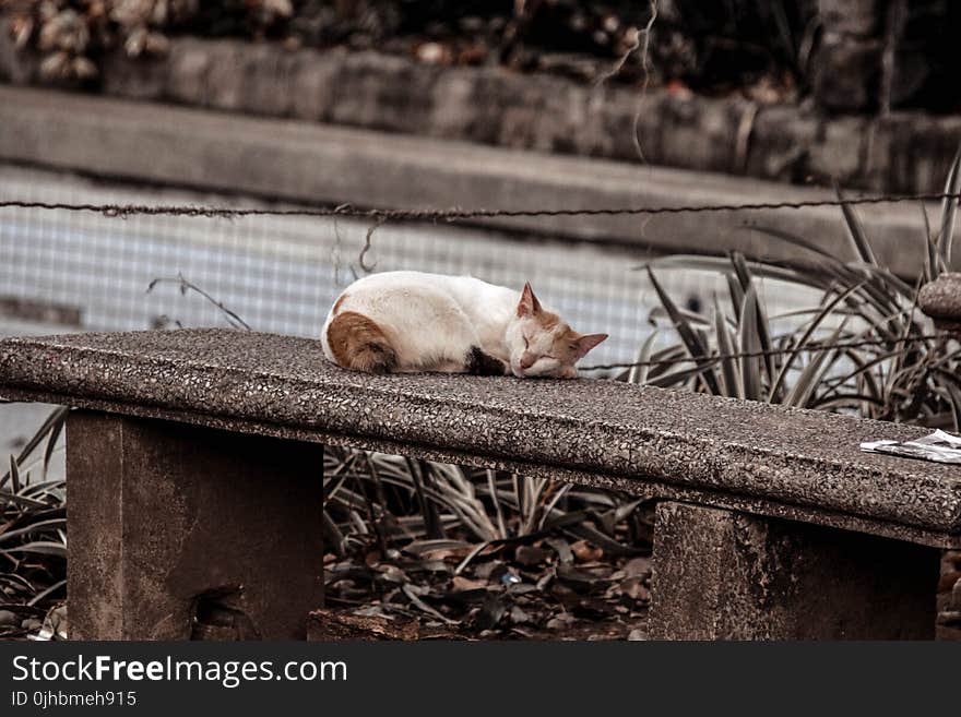 Photo of a Cat Sleeping on Gray Concrete Bench