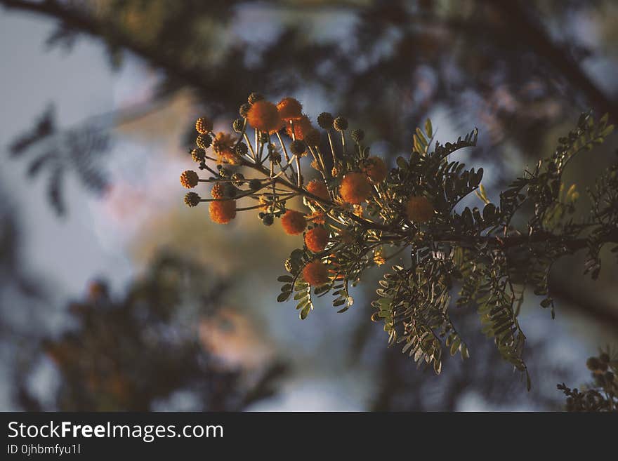 Selective Focus Photography of Round Orange Plant