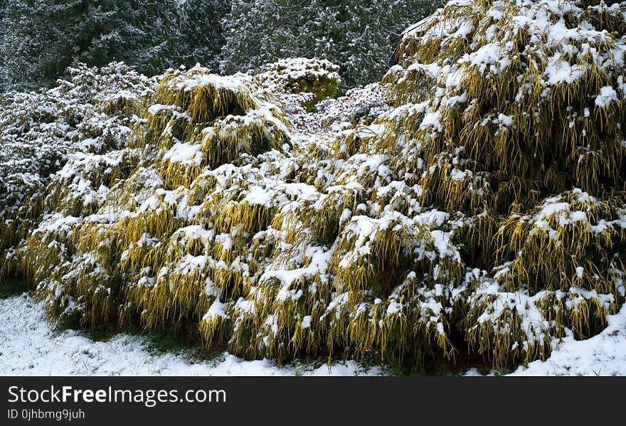 Photo of Plants Covered with Snow