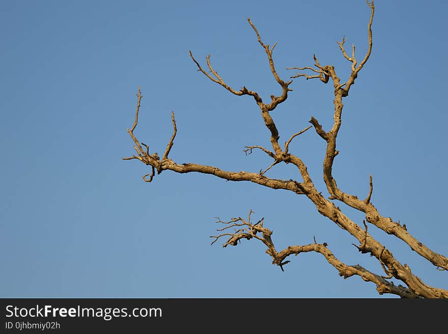 Bare Brown Branch Tree