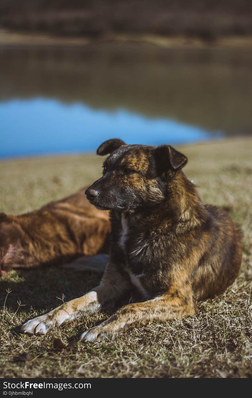 Brindle Dog