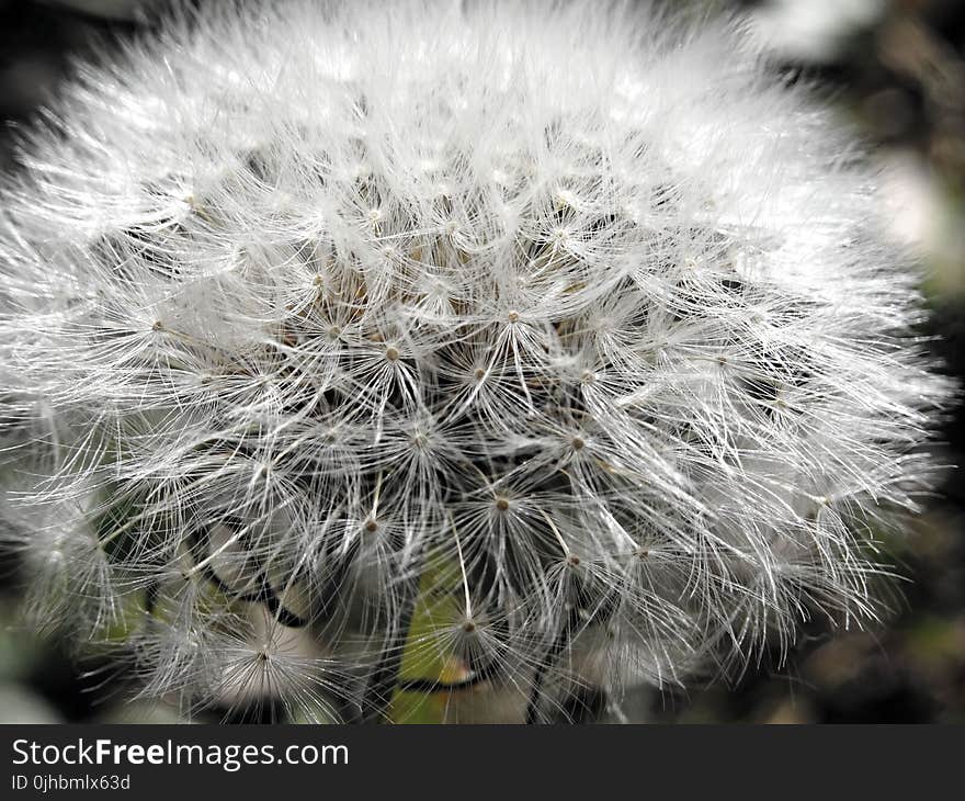 Closeup Photo of White Dandelion