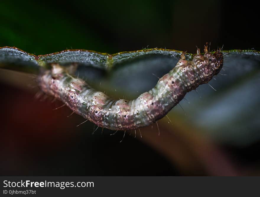 Brown and Green Caterpillar Micro Photography