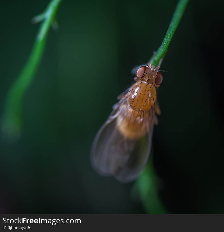 Close-up Photography of Brown Fly on Leaf Branch