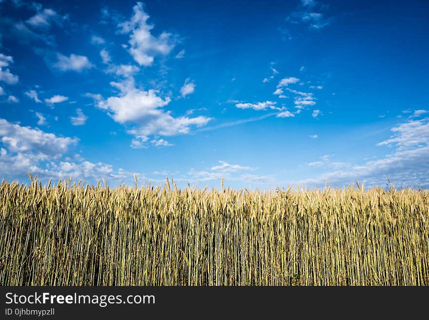 Corn Field at Daytime