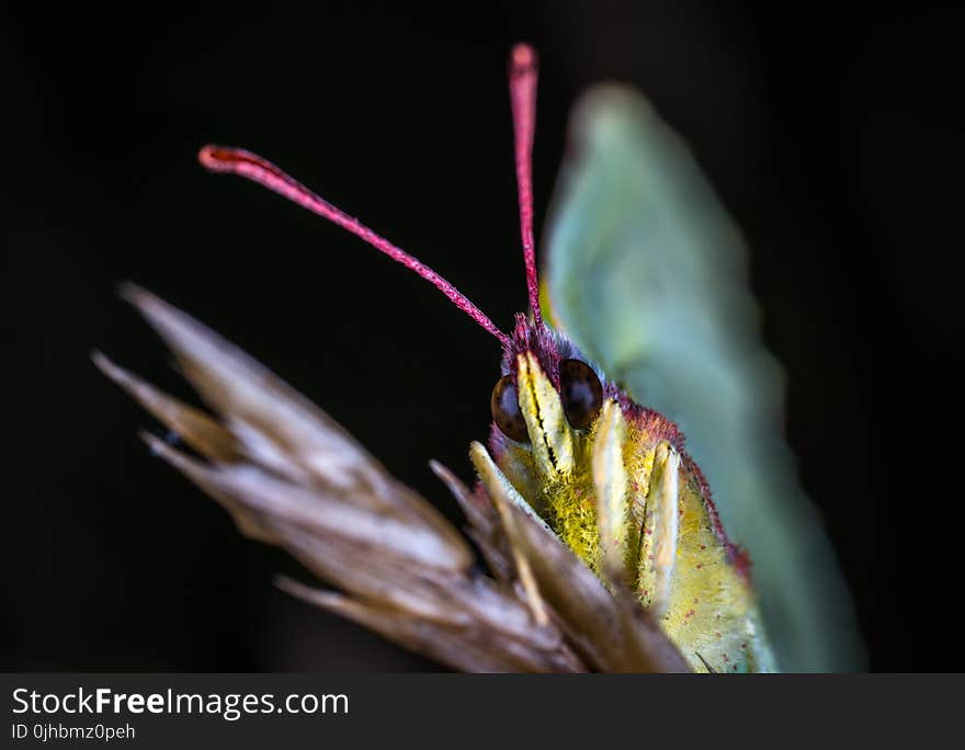 Shallow Focus Photography of Brown Butterfly