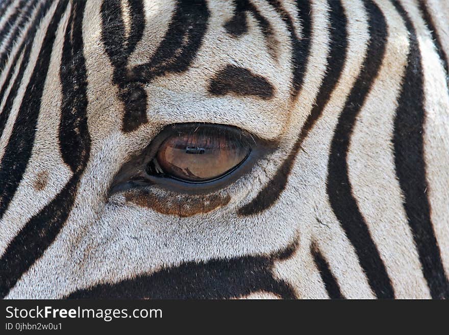 Zebra&#x27;s Eye