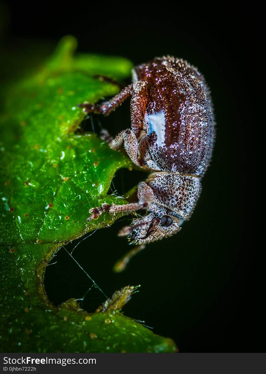 Macro Photo of Brown June Beetle on Green Leaf