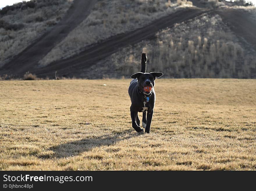 Adult Short-coated Black Dog Walking on Grass at Daytime