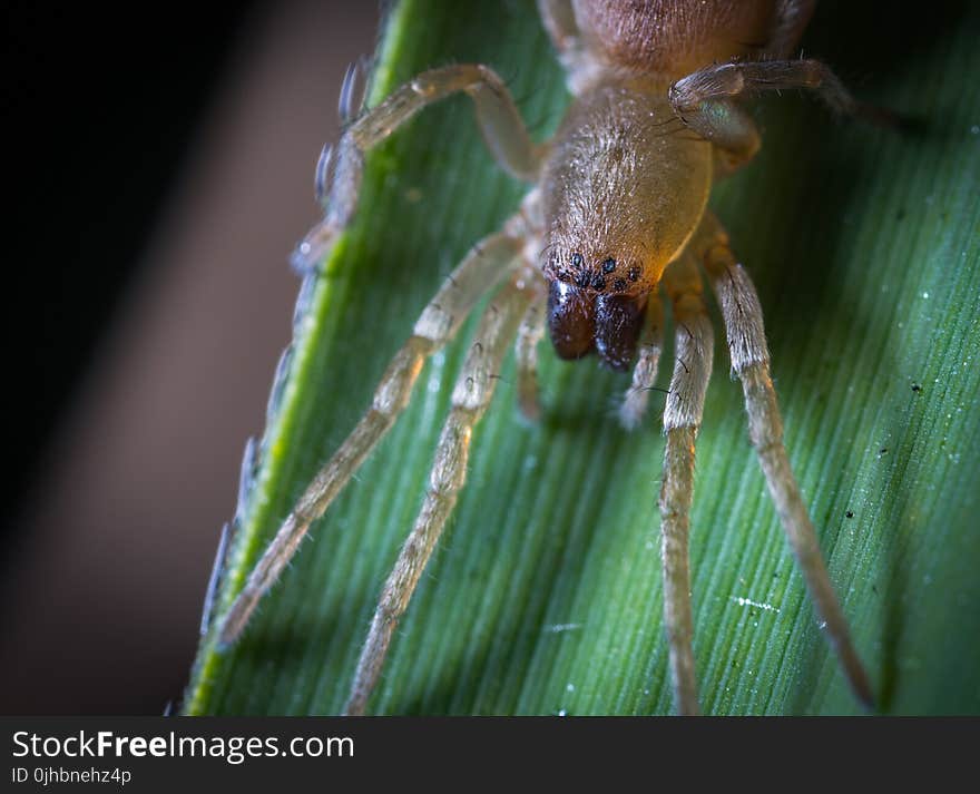 Close-up Photography of Yellow Spider on Green Leaf