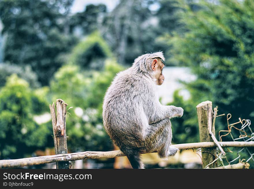 Gray Monkey on Brown Wooden Fence