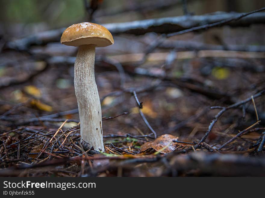 Macro Photo Of Mushroom