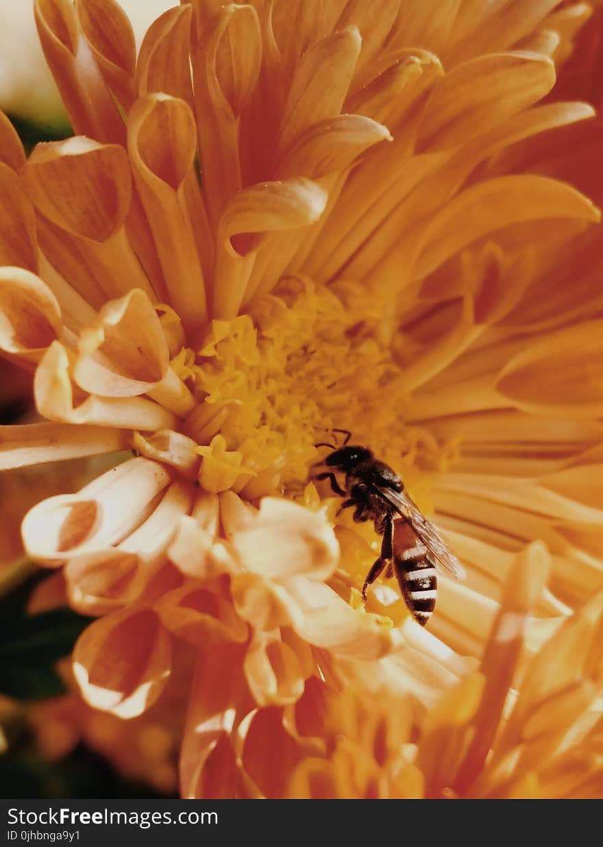 Close-Up Photo of Honey Bee on Yellow Petaled Flowers