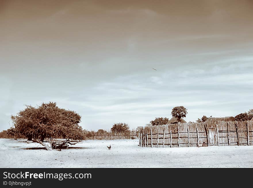 Sepia Photograph of Trees and Hay