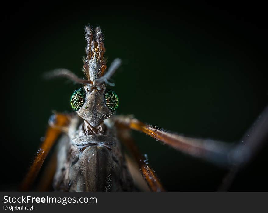 Close-up Photography of Beetle