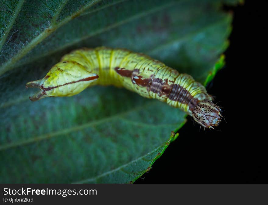 Green Caterpillar on Green Leaf