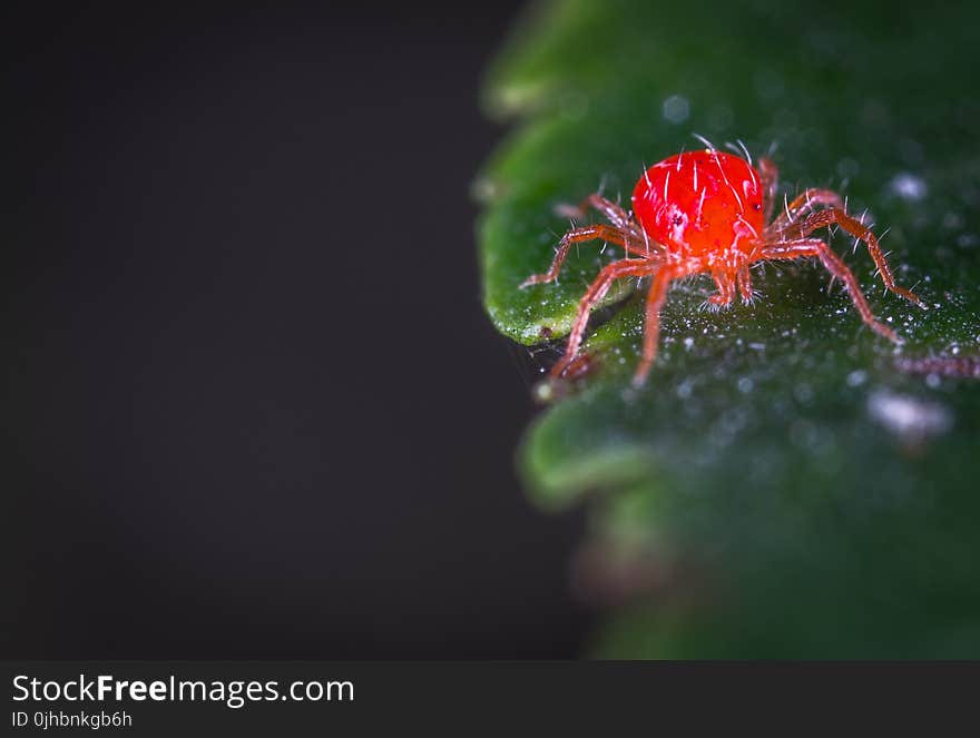 Close-up Photography of Red Spider Mites