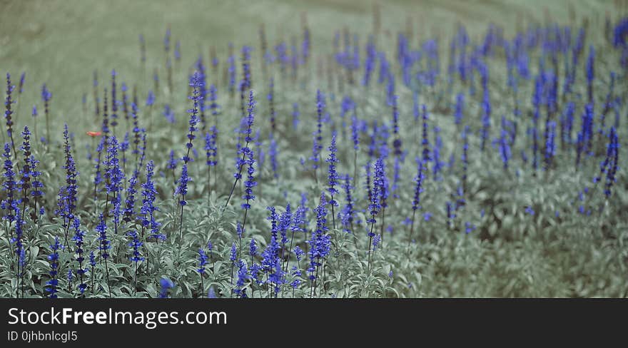 Blue and Green Flowers