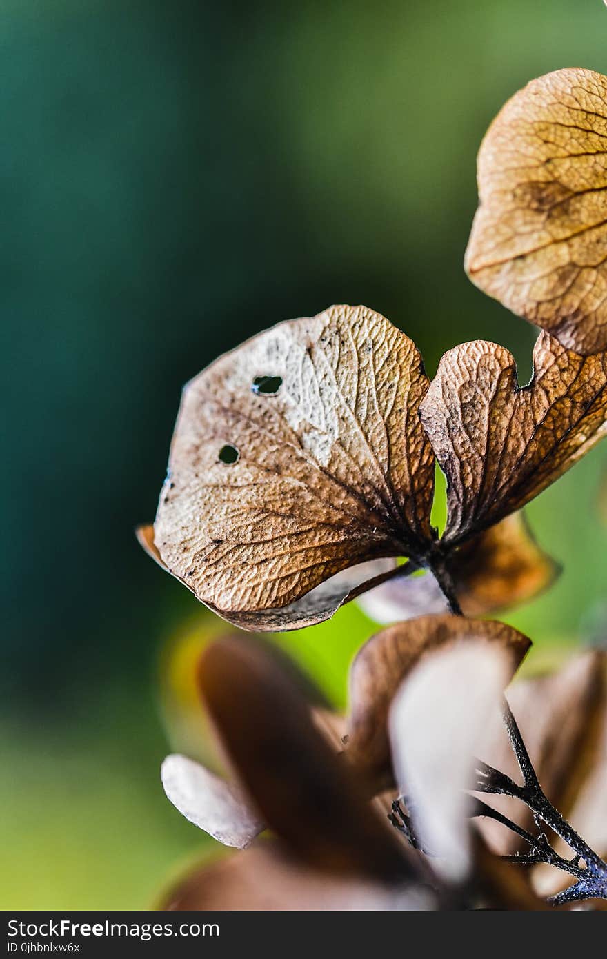 Macro Photography of Dried Leaves