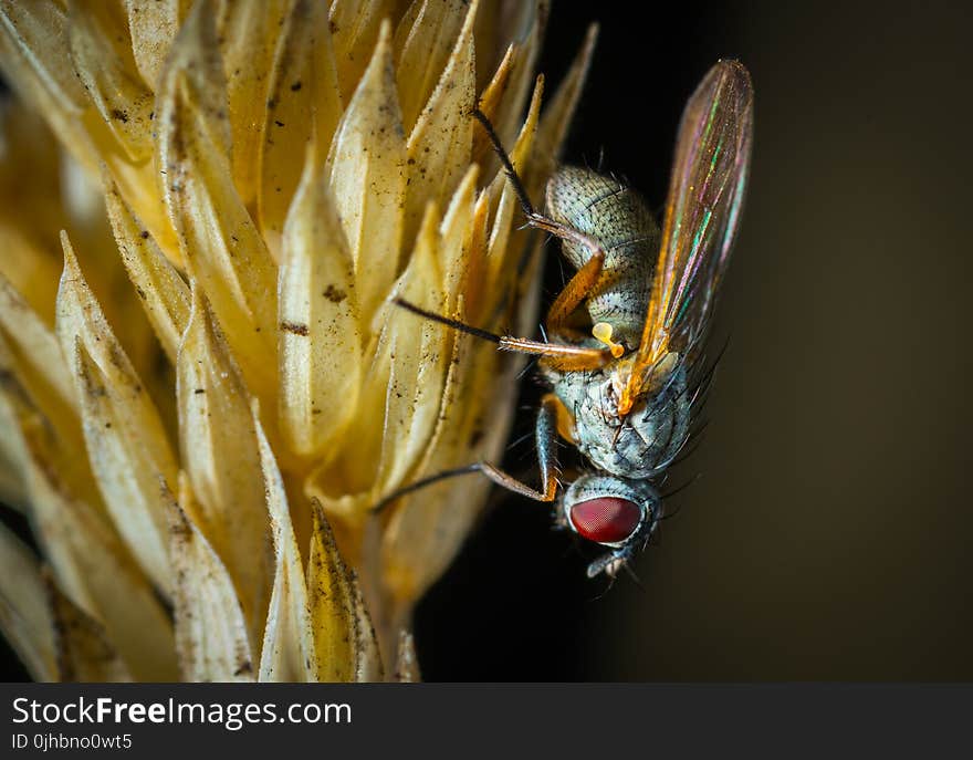 Macro Photography of Fly