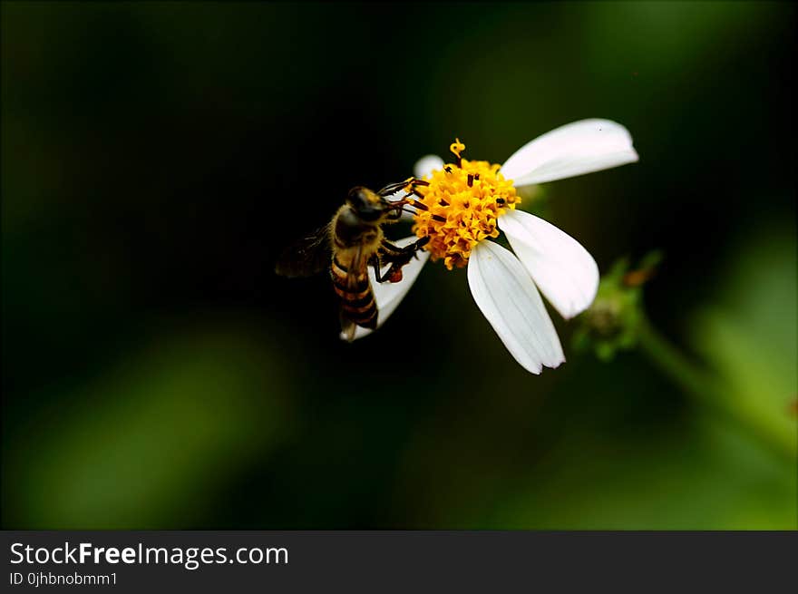 Macro Photography of Bee on White Petal Flower