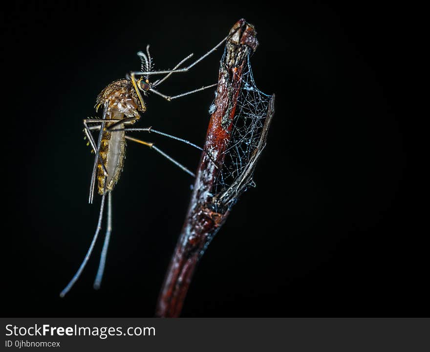 Close-up Photography of Brown Mosquito on Stick