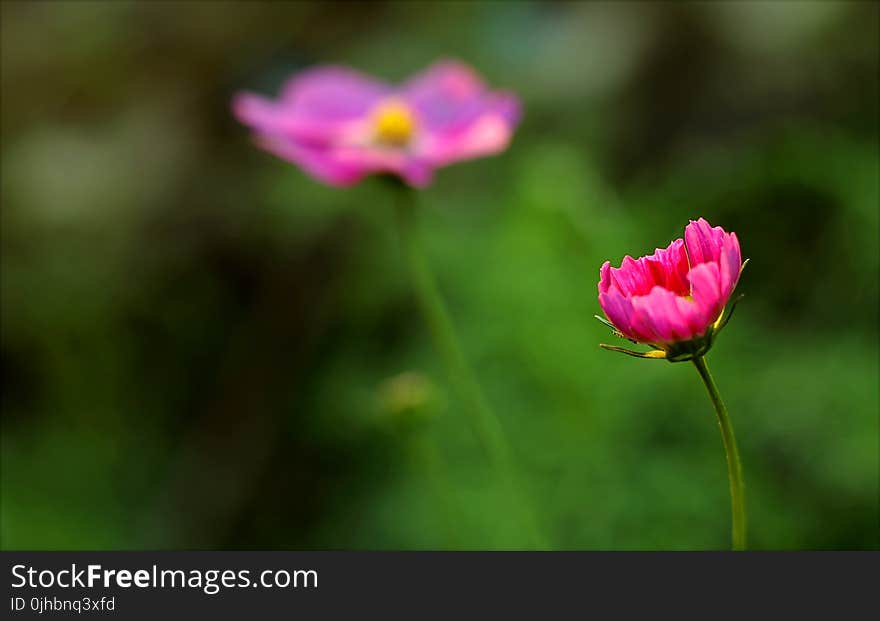 Close-up Photography of Flower