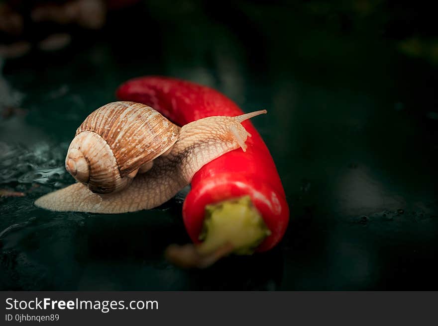 Brown Snail Crawling on Red Chili