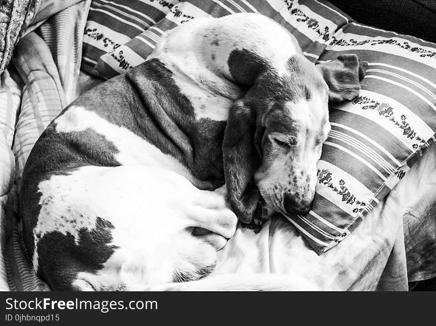 Grayscale Photography Of Basset Hound Sleeping