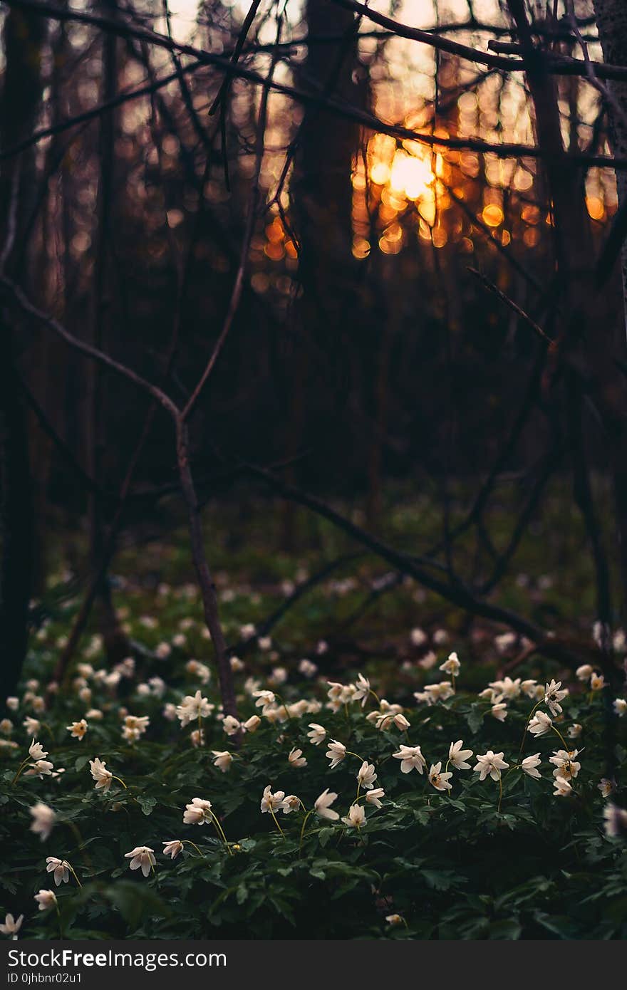 White Flower Field Under Twigs