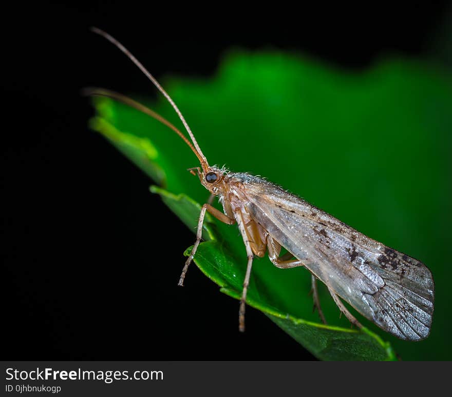 Dobsonfly on Green Leaf in Macro Photography