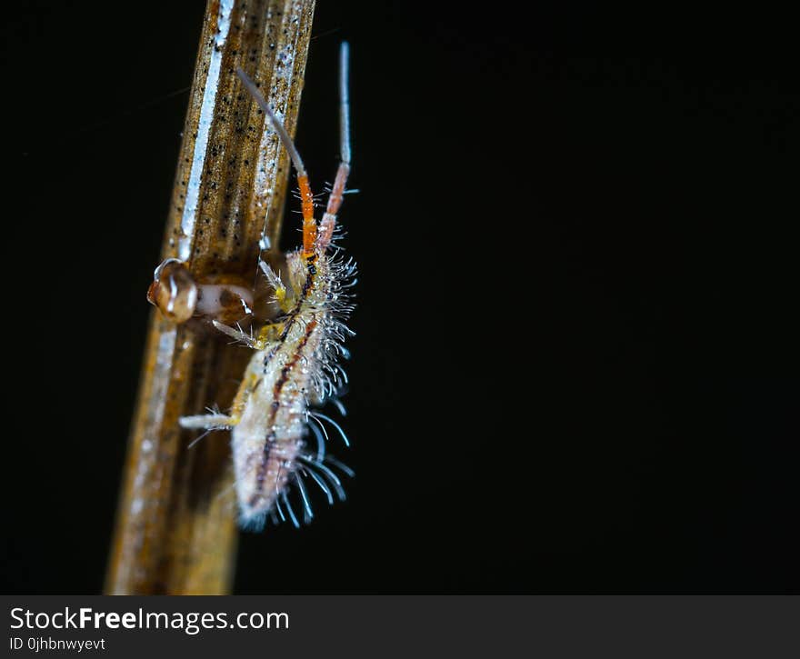 Macro Photo of a Beige and Brown Bug Larvae on Brown Stem