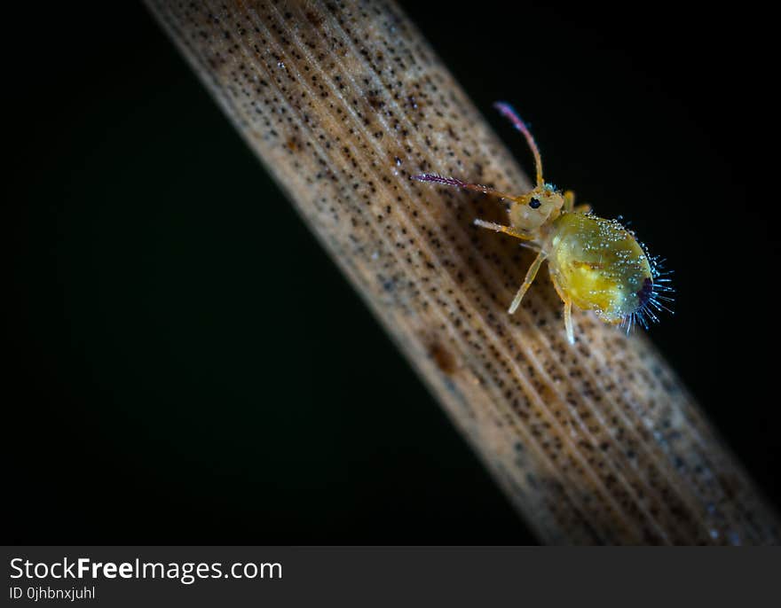 Macro Photography Of Yellow Six Legged Insect