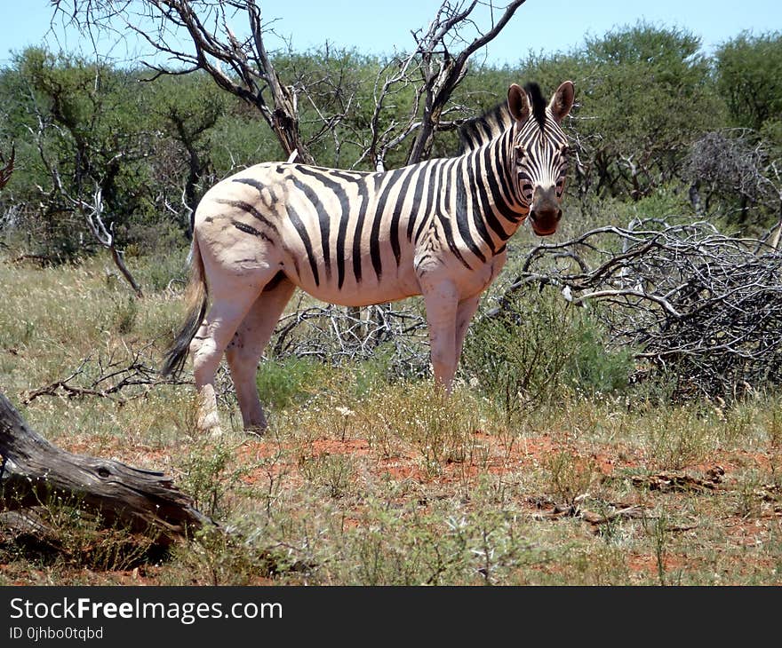 Zebra Near Log and Bushes