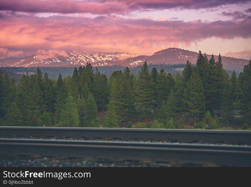 Green Pine Tree Near Mountain