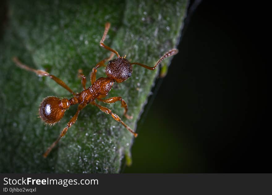 Micro Photography of Fire Ant