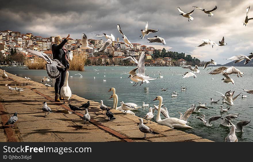 Woman Wearing Black Jacket Standing Near Ocean With Swan and Birds